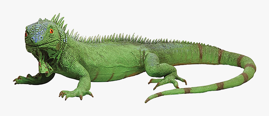 Iguana Png, Transparent Png