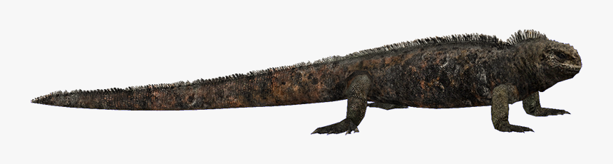 Thumb Image - Marine Iguana Png, Transparent Png