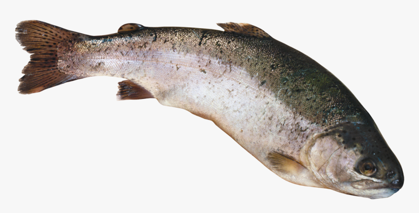 Рыба Png, Transparent Png