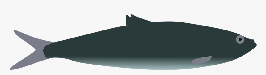 Whale, HD Png Download