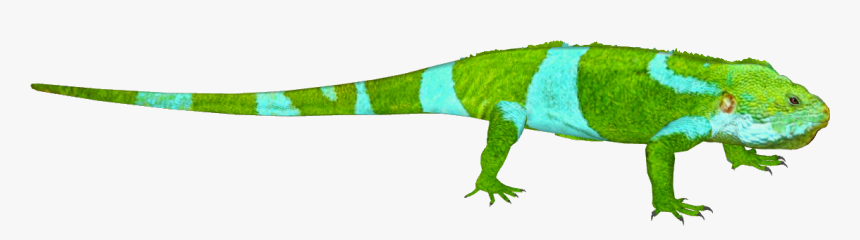 Common Iguanas, HD Png Download