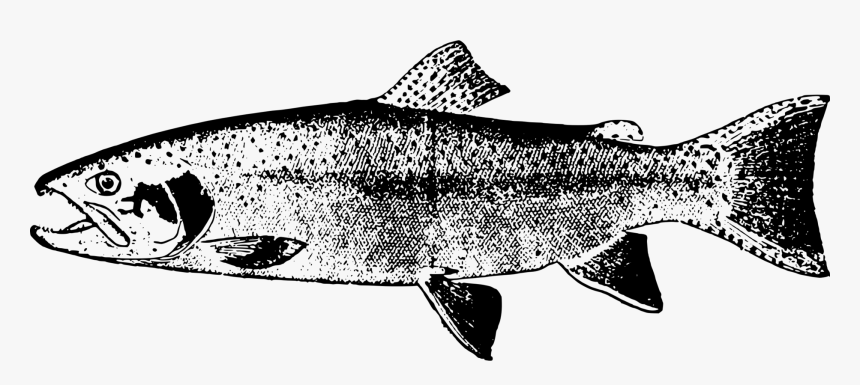 Monochrome Photography,fin,seafood - Trout Line Art, HD Png Download
