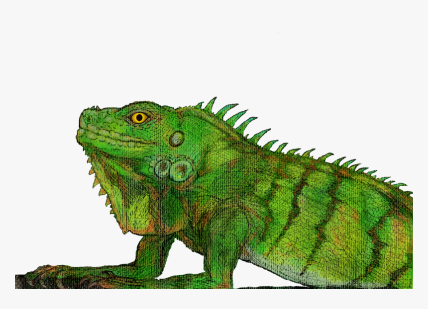 Green Iguana , Png Download - Green Iguana, Transparent Png