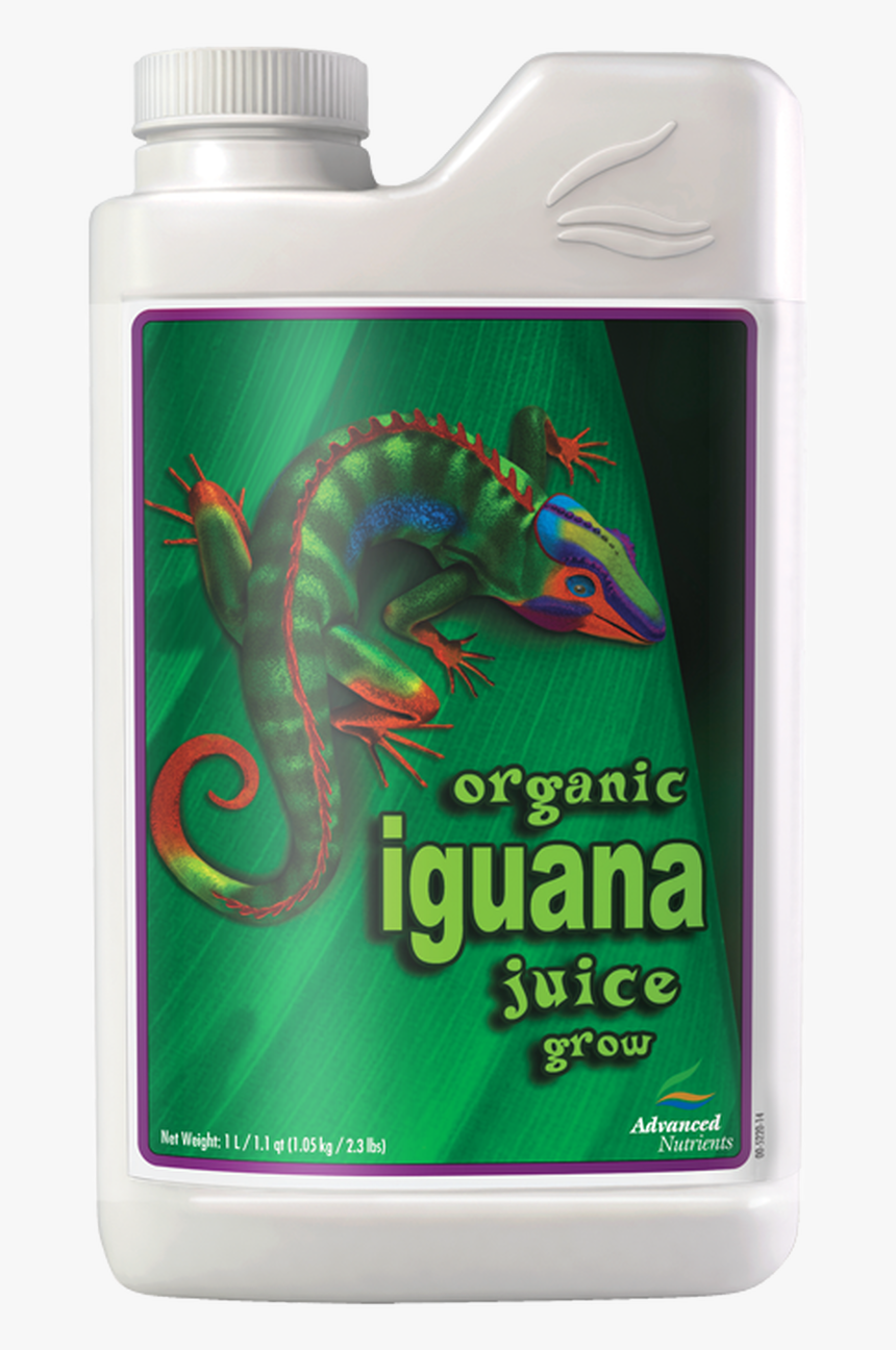 Iguana Png, Transparent Png