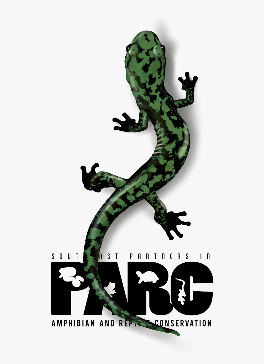 Picture1 - Green Iguana, HD Png Download