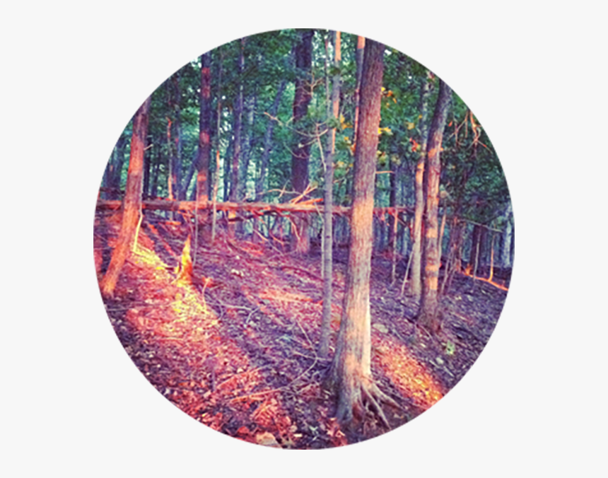 Then Came The Morning Like A Light Through The Tress - Grove, HD Png Download