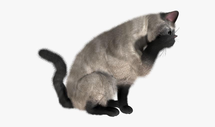 Cat Eating Png - Hd Cat Png, Transparent Png