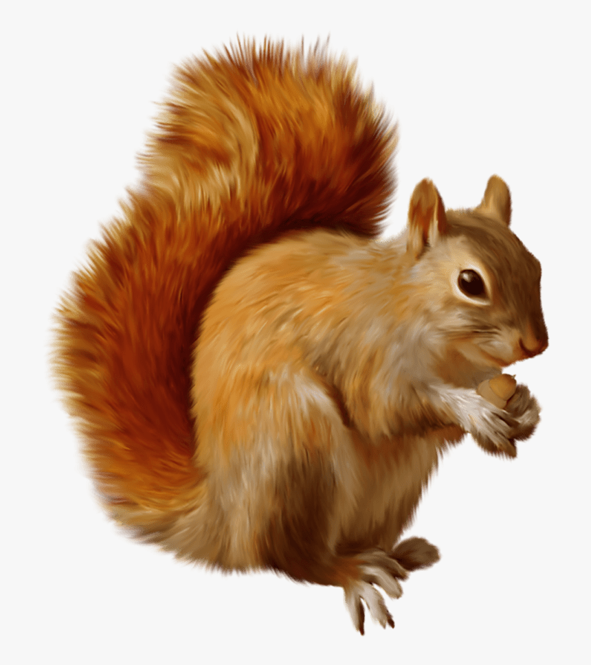 Squirrel Eating - Squirrel Png Clipart, Transparent Png