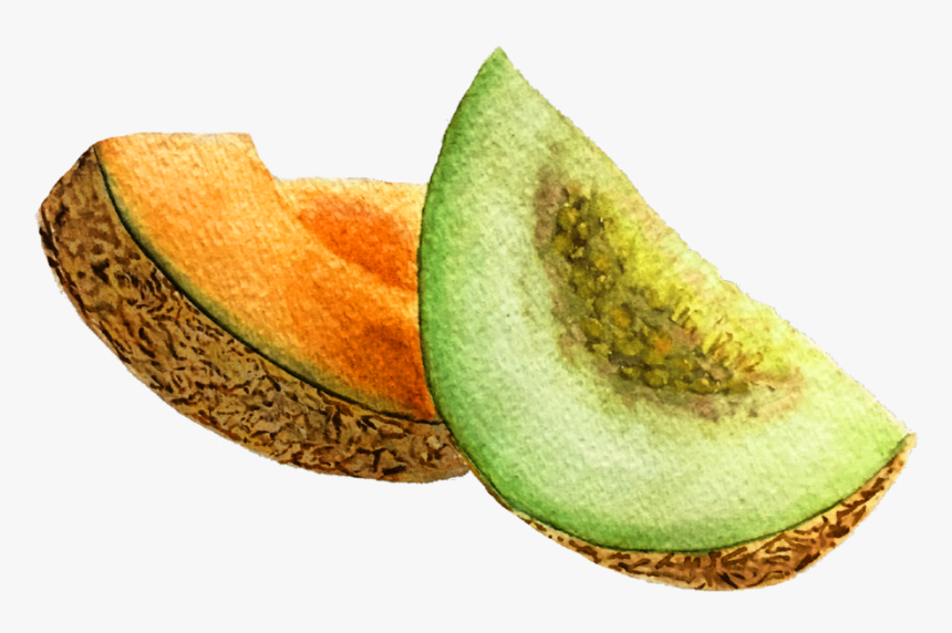 Honeydew, HD Png Download