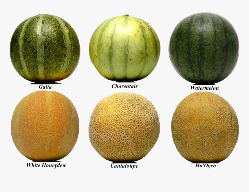 Honey Dew Melon Clipart Yellow Watermelon, HD Png Download