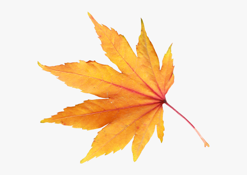 Autumn Png Leaf - Fall Leaf Transparent Background, Png Download