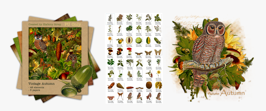 Olive, HD Png Download