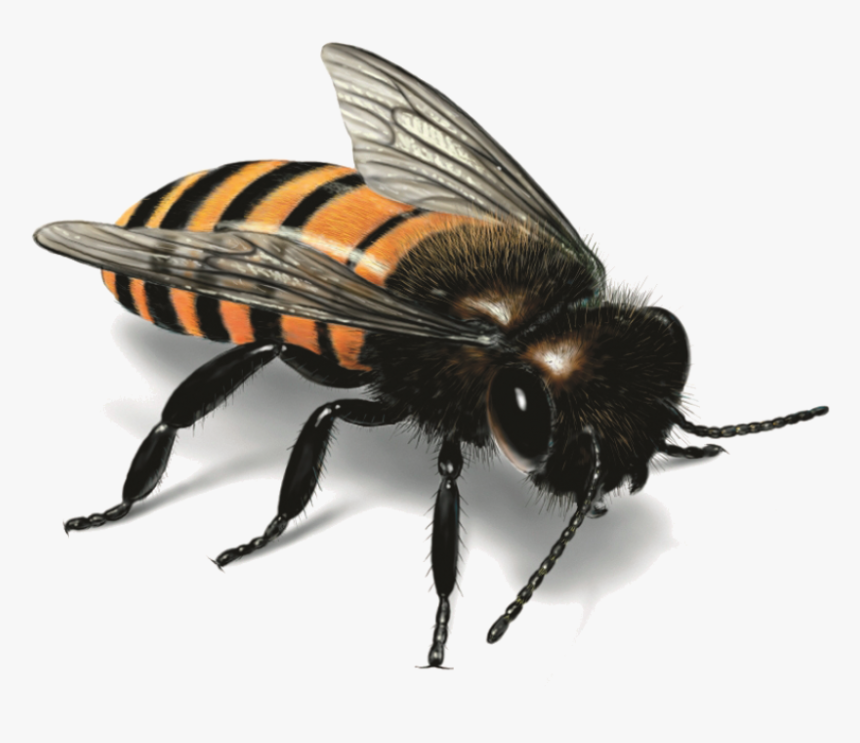Bee Png Image - Characteristics Of Western Honey Bee, Transparent Png