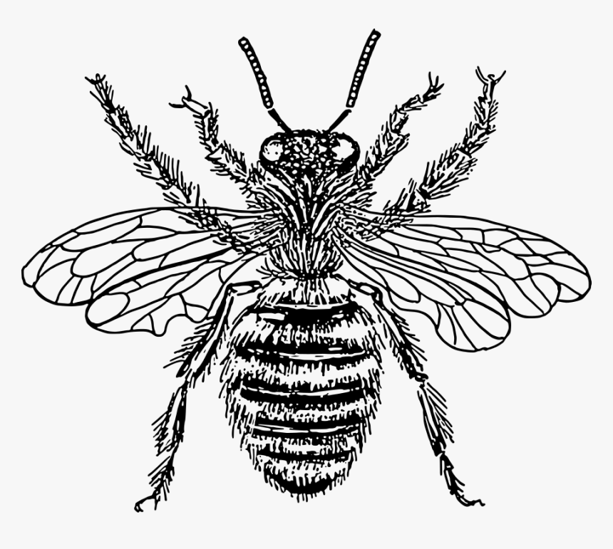 Bee Queen Svg Vector File, Vector Clip Art Svg File - Bee Drawing Png, Transparent Png
