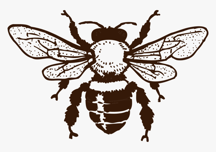 Bee Black And White Png, Transparent Png