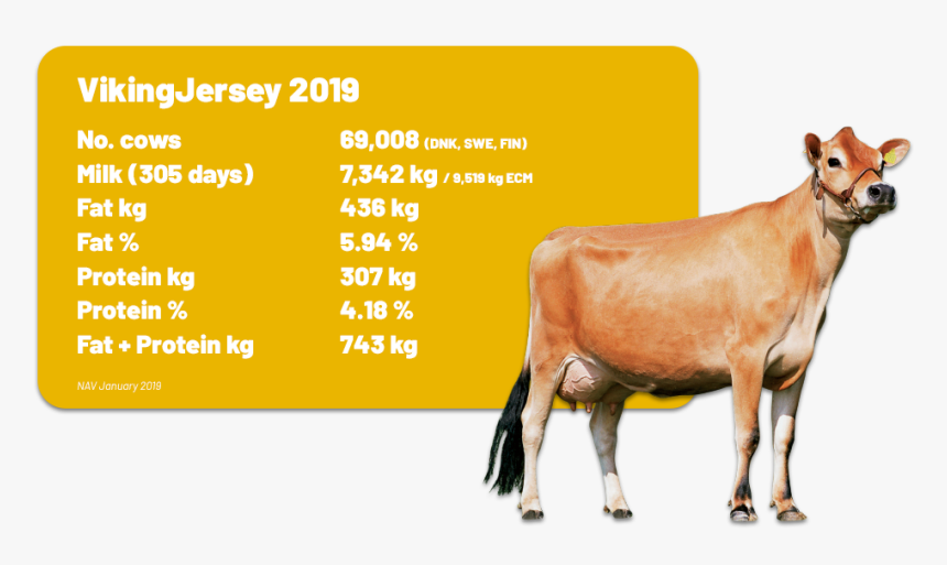 Dairy Cow, HD Png Download
