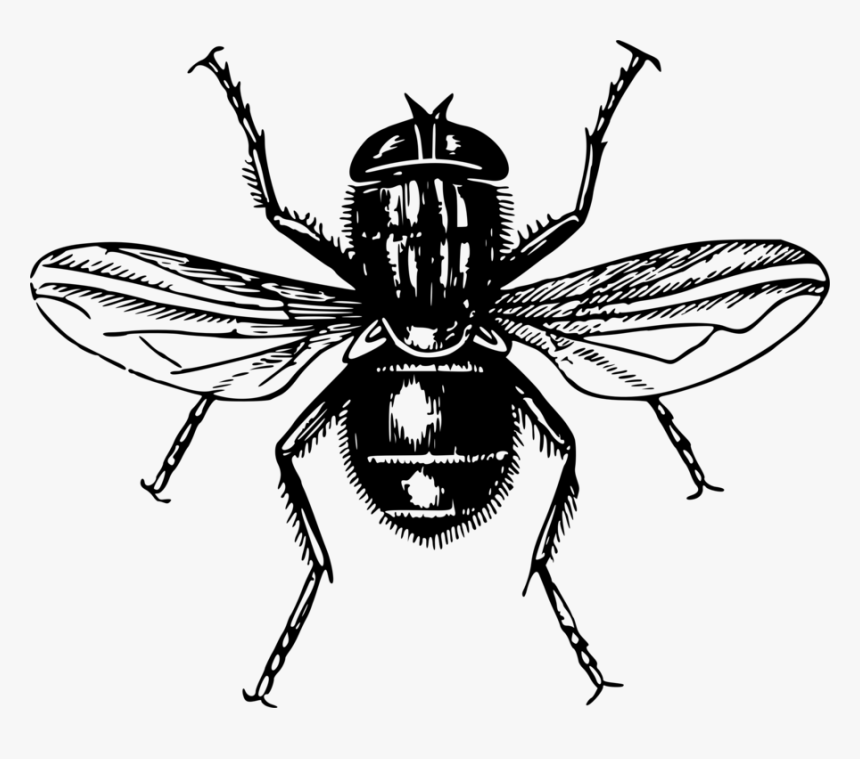 Fly,line Art,honey Bee - Lord Of The Flies Transparent, HD Png Download