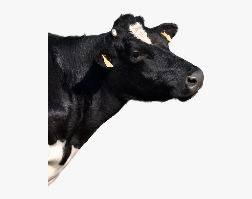 Dairy Cow, HD Png Download
