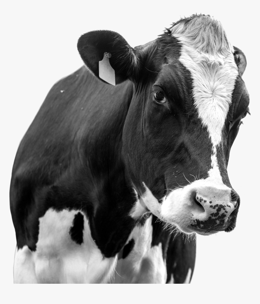Koeien Witte Achtergrond, HD Png Download