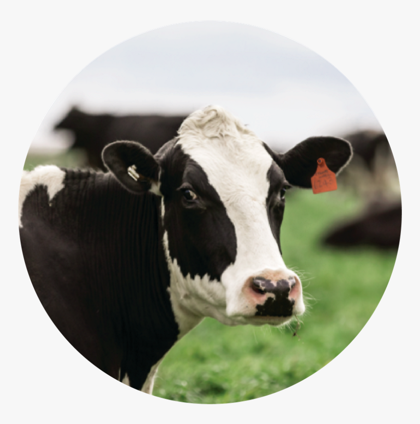 Dairy Cow, HD Png Download
