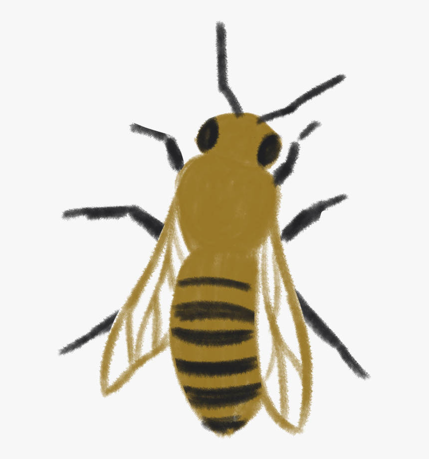 Honeybee, HD Png Download