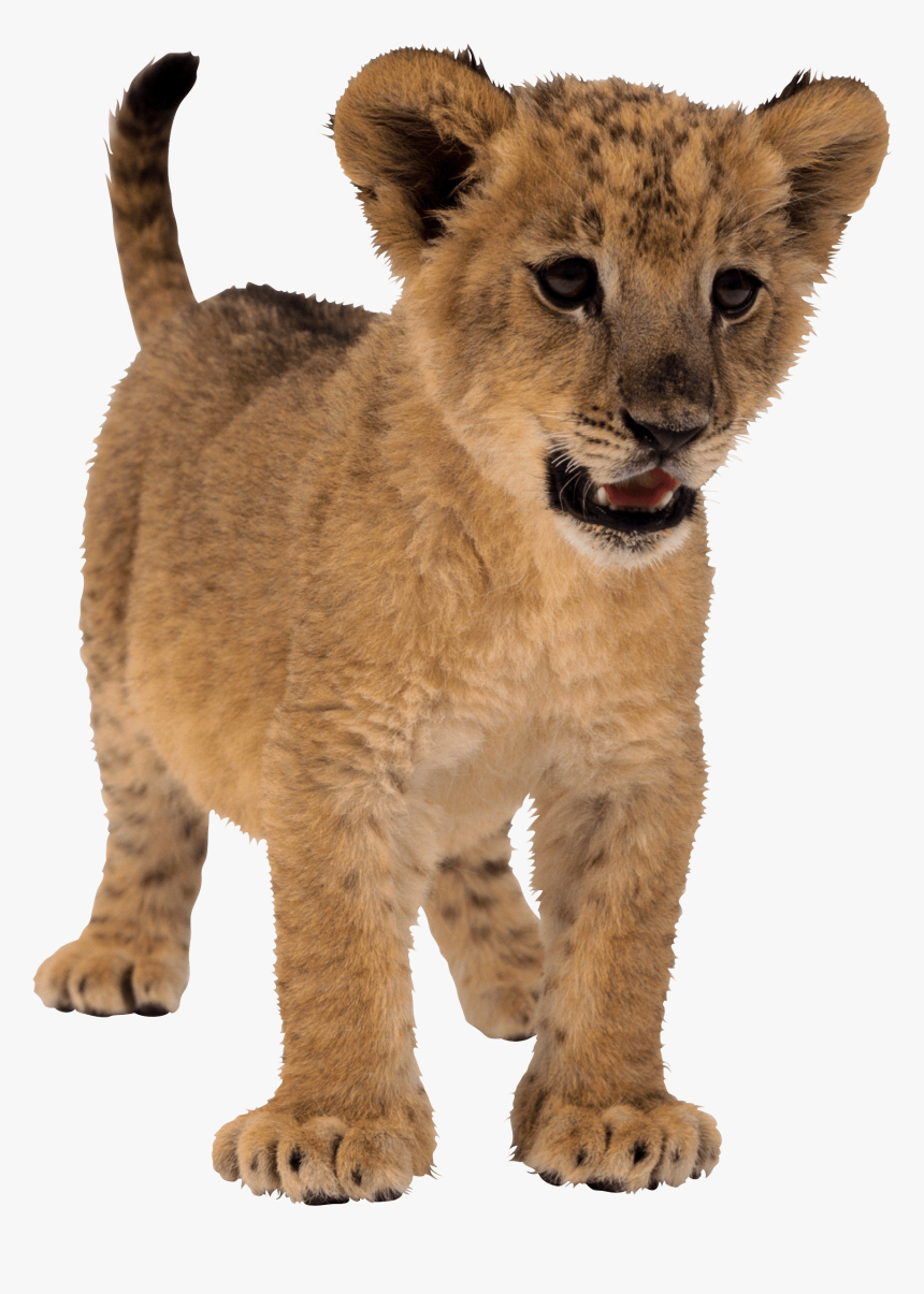 Download Small Lion Png Image Png Image Pngimg - Small Lion Png, Transparent Png