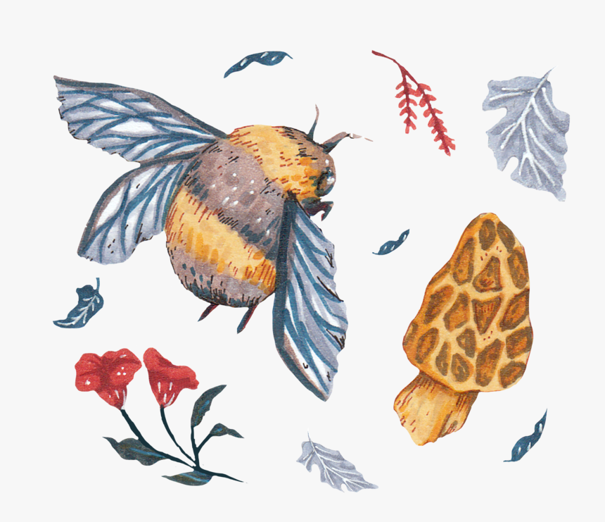 2 - Cb Project - Acorn - Perching Bird, HD Png Download