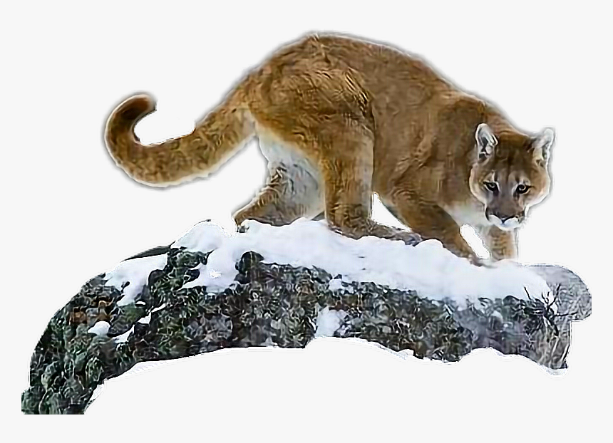 Cougar, HD Png Download