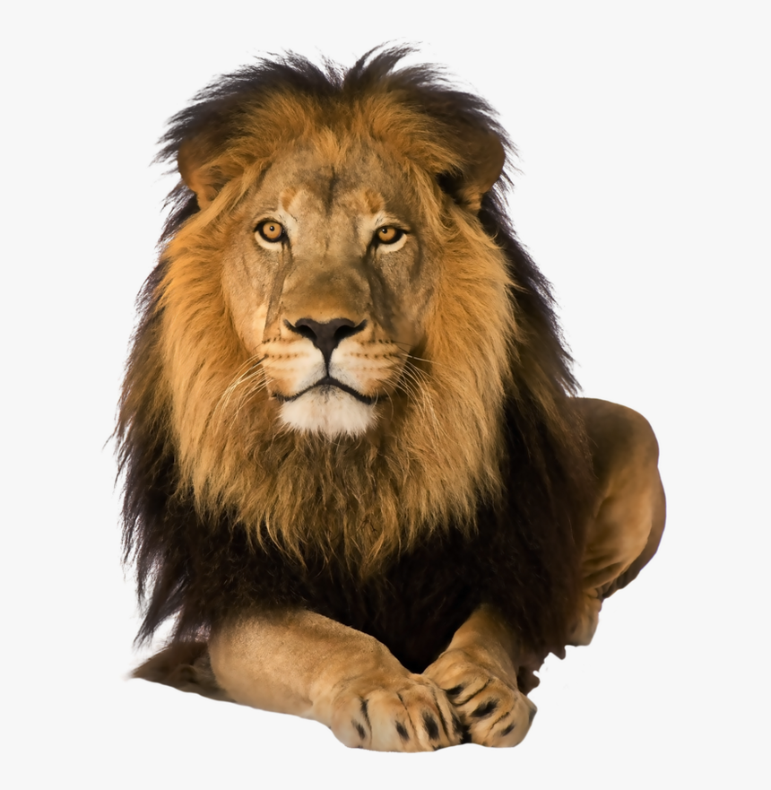 Picture - Lion Png, Transparent Png
