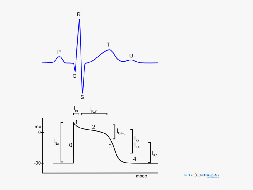 Cardiacactionpotential - Actiepotentiaal Hartspiercel, HD Png Download