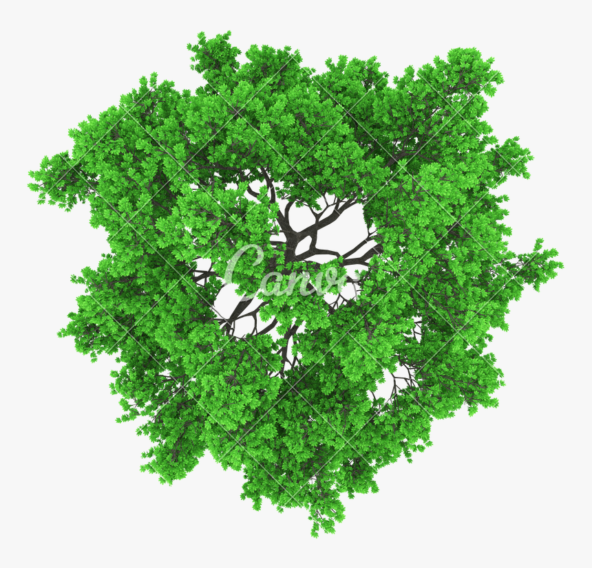 Transparent Tree Aerial View Png Vector Tree Top View Png Png Download Transparent Png Image Pngitem