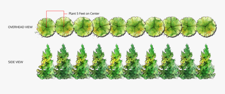 Trees Top View Png, Transparent Png