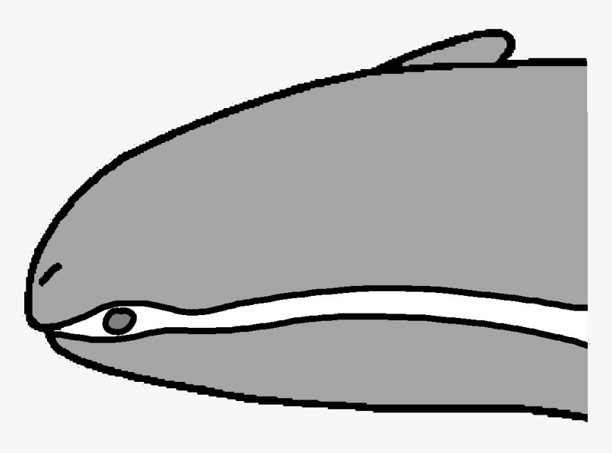 Transparent Bullet Hole Clipart - Dibuix Cargol, HD Png Download