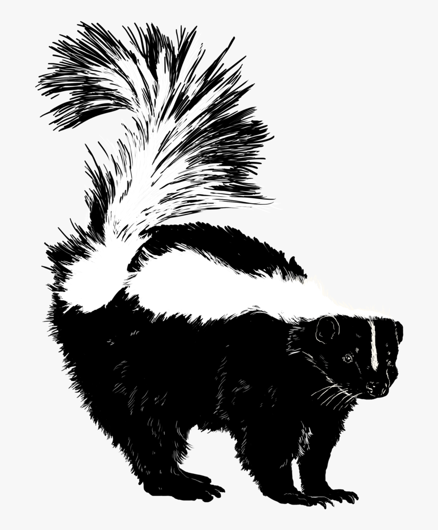 Skunk, HD Png Download