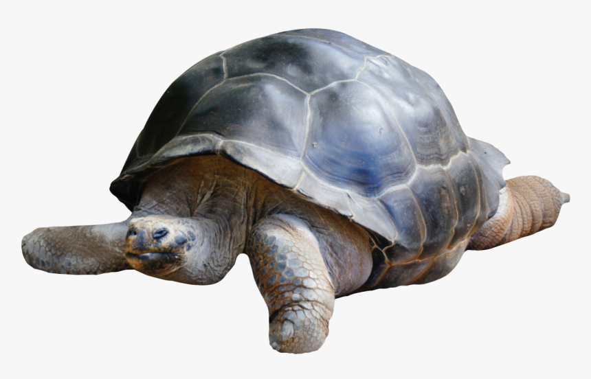 Tortoise Png Image - Tortoise Png, Transparent Png