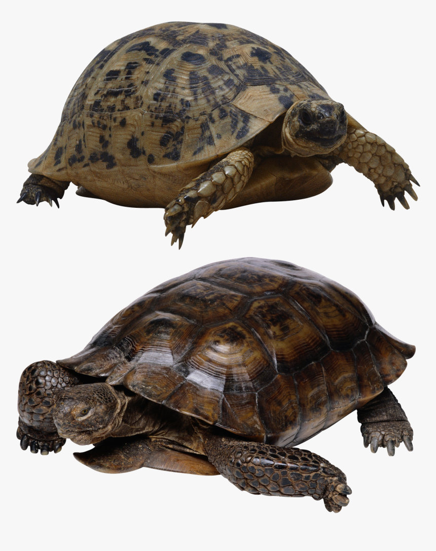 Pond Turtle Transparent, HD Png Download