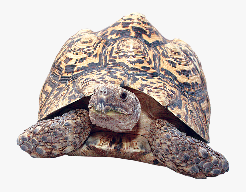 Clipart Turtle Gopher Tortoise - Leopard Tortoise Png, Transparent Png