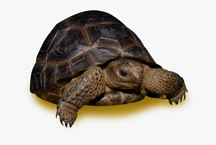 35 Pound Tortoise , Png Download - Desert Tortoise, Transparent Png