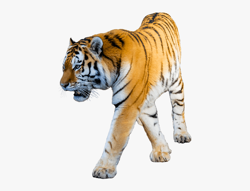 Tiger Png Clipart Png - Tiger Photo White Background, Transparent Png