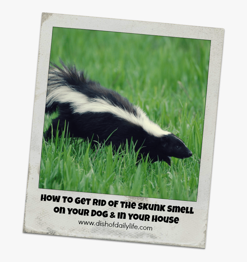 Get Rid Of A Skunk, HD Png Download