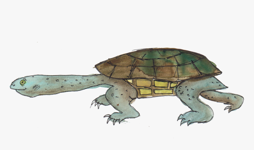 Eastern Long Necked Tortoise - Common Snapping Turtle, HD Png Download