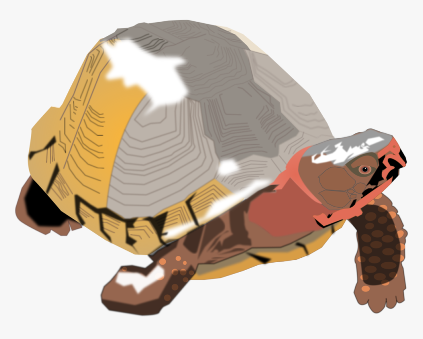Turtle,reptile,tortoise - Clip Art, HD Png Download