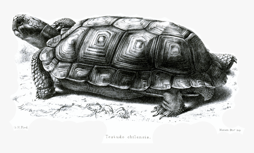 File - Testudochilensisford - Chaco Tortoise, HD Png Download