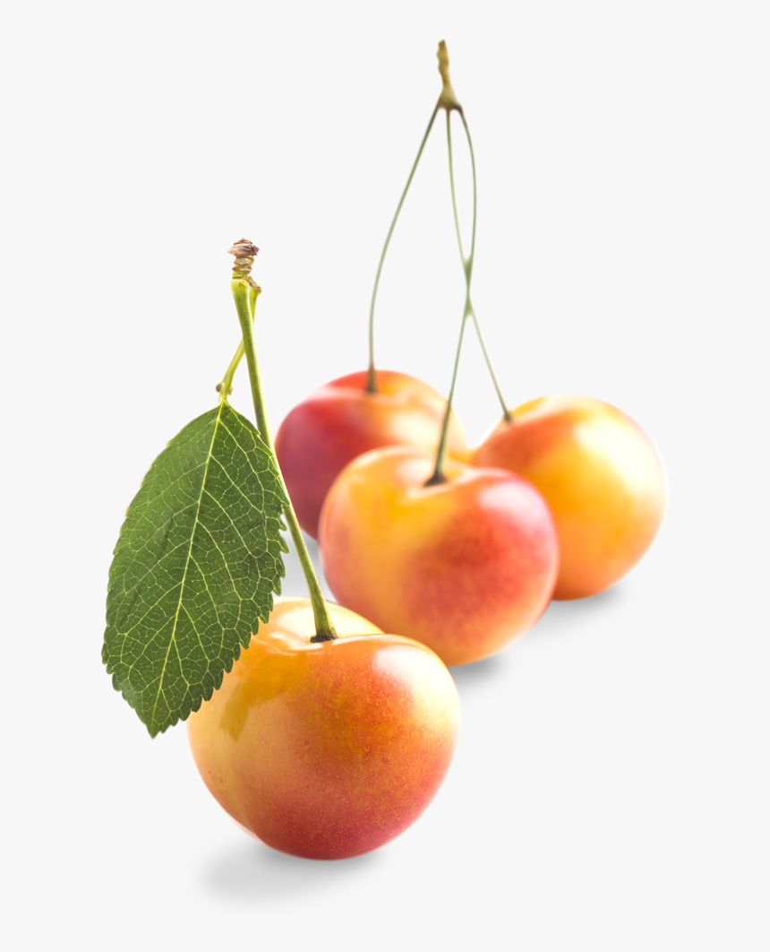 Rainier-smallgroup - Cherry, HD Png Download