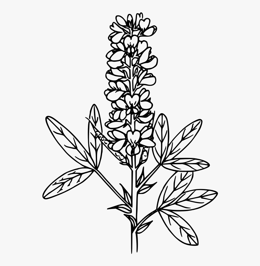 Mountain Pea - Line Art, HD Png Download