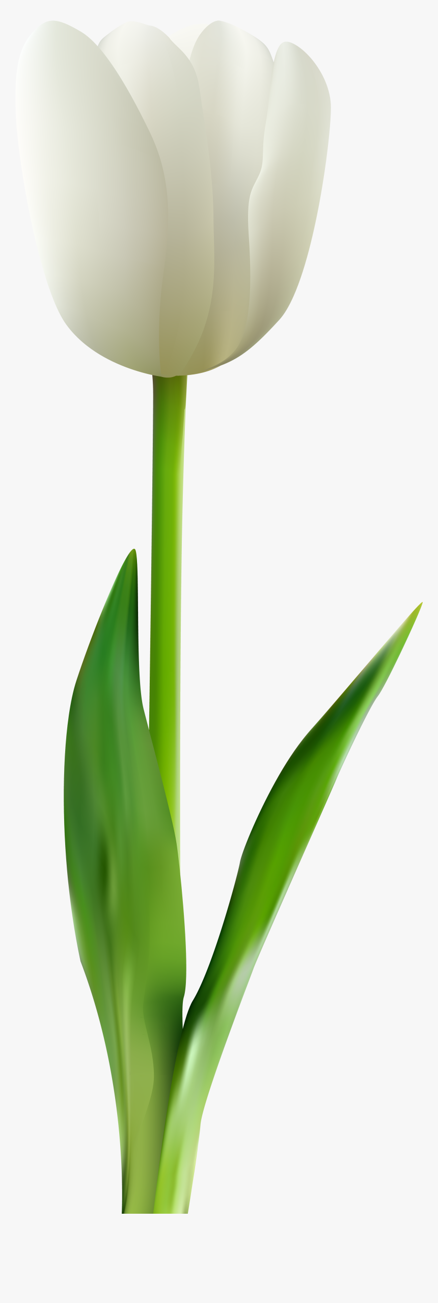 Clip Art Tulips Transprent - White Tulip Flower Png, Transparent Png