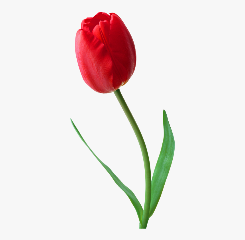 Tulip Png, Transparent Png