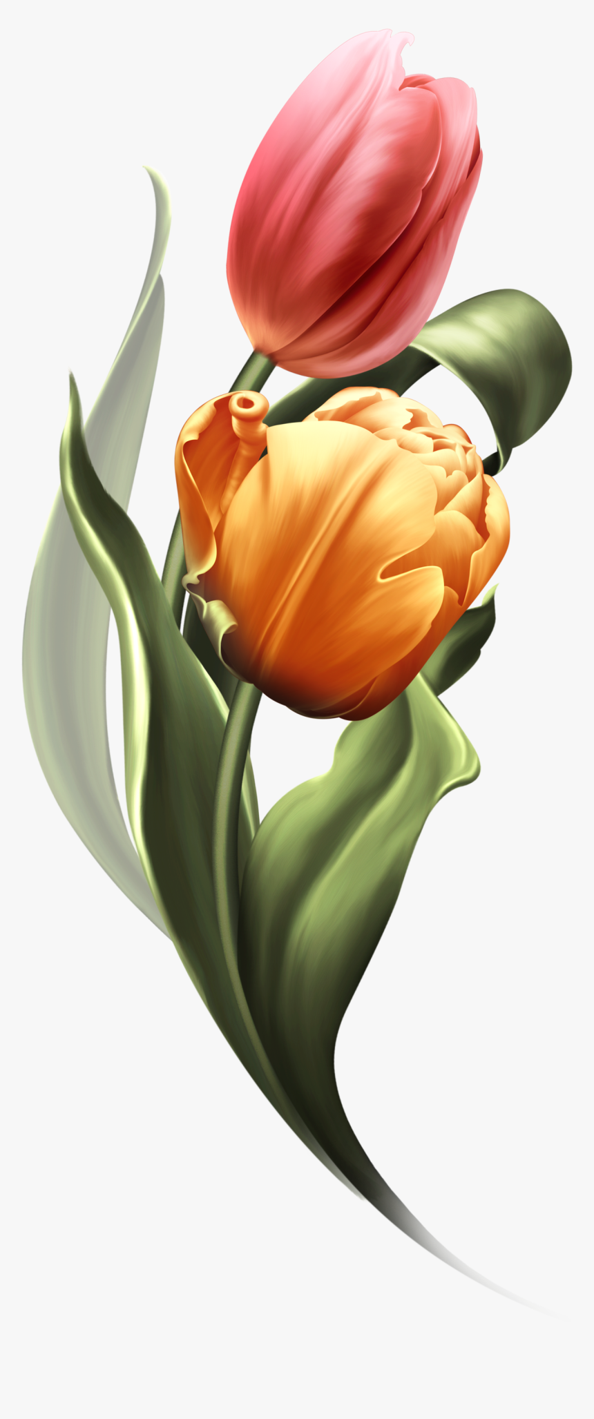 Bring Me Tulips Bring It On, Tulips, Tulips Flowers,, HD Png Download