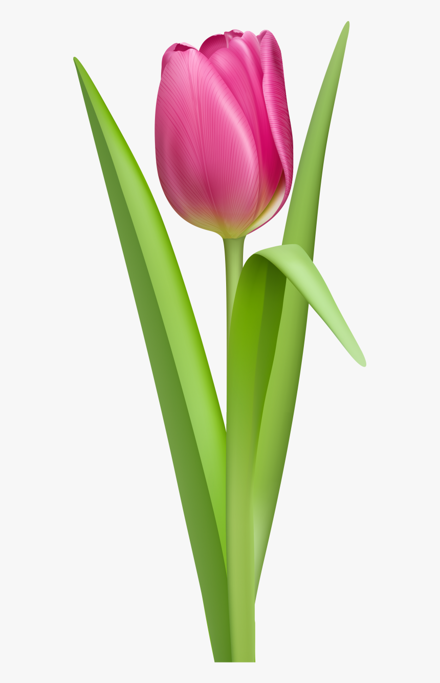 Tulip No Background, HD Png Download