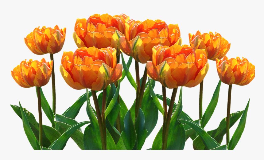 Tulipa Laranja Png, Transparent Png